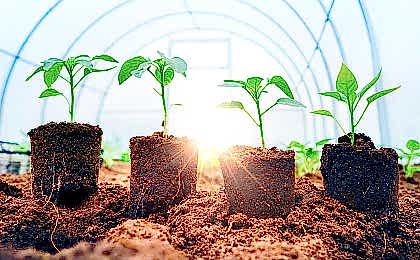 Как выбрать подходящий грунт для выращивания рассады?